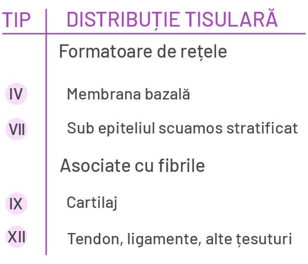 Tipuri de colagen